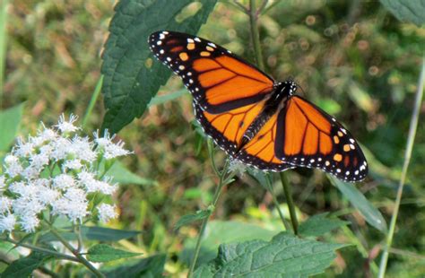 Environmental engineers maintain grasslands for Monarch butterflies ...