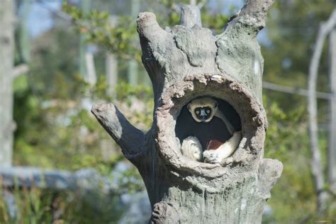 WAZA Welcomes New Member – Jacksonville Zoo and Gardens