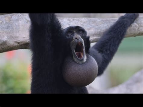 Monkey Screaming