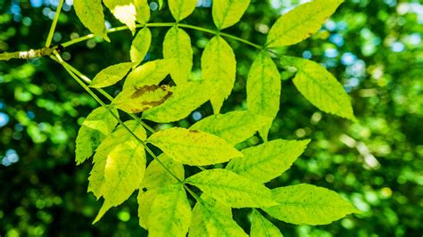 Ash Tree Identification Guide 的图像结果