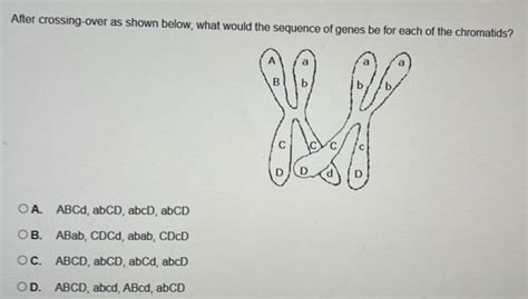 Solved: After crossing-over as shown below, what would the sequence of ...