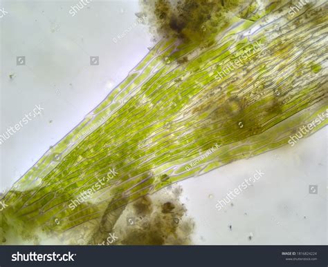 Elodea In Distilled Water