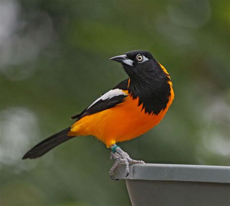 Venezuela National Bird The Venezuelan Troupial Is The National Bird