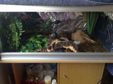 Pet Snail Tank 的图像结果