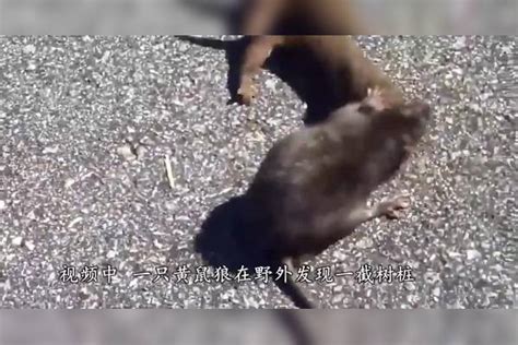 杭州姑娘家跑来一只老鼠 没想到之后的一个月惊喜一个接一个…… - 杭州网 - 杭州新闻中心