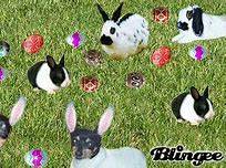 Image result for Easter Rabbit Silhouette