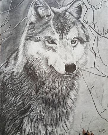 pencil art peacock images