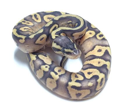 Brown Ball Python 的图像结果