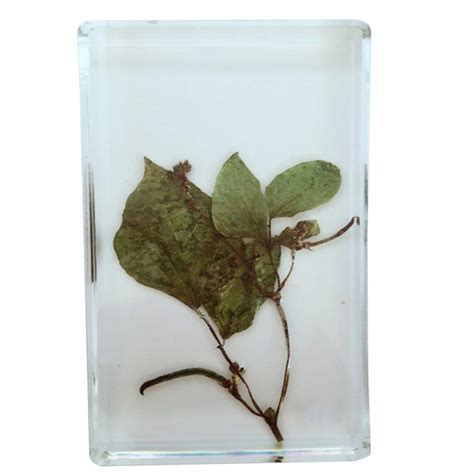 Buy FHUILI Embedded Specimen - Capsicum/Chinese Yam/Willow/Mung Bean ...