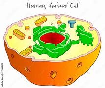 Image result for Hybrid Biology Human and Animal