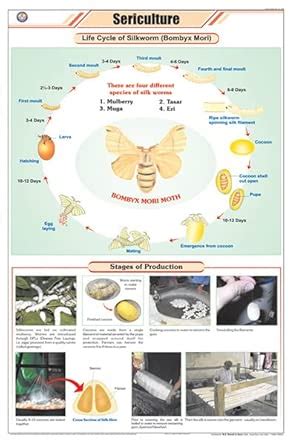 Buy STG30 | TeachingNest Sericulture Chart (58x90cm) | English ...