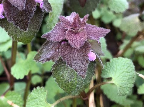 Wisconsin Wildflower | Purple (Red) Dead-nettle | Lamium purpureum