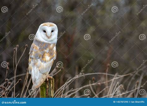 European Barn Owl Tyto Alba in Completely Natural Habitat Stock Image ...