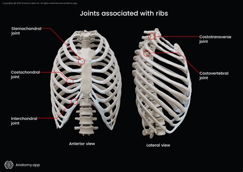 Where Is First Rib Located at David Daigle blog
