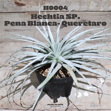 【送料無料】Hechtia Sp. Loc.Pena Blanca- Queretaro〔ヘクチア〕現品発送H0004 | plane plants