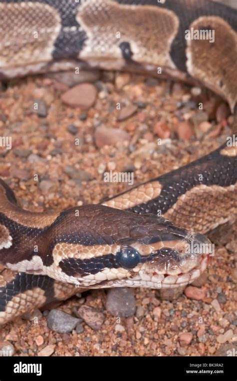 Image result for Royal Python Facts