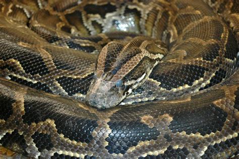 Image result for African Rock Python Snake
