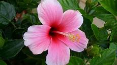 fiori in inglese hibiscus flowers wallpaper 2048x1152 51657 fiori in inglese hibiscus flowers wallpaper 2048x1152 51657