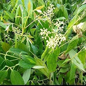 Balbasaur Vazhana (Malabathrum) Tej Patta, Tamalpatra, Indian Spice Bay ...