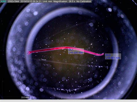 Image result for Magnification Examples