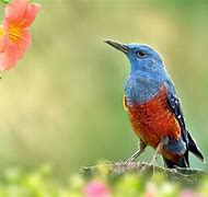 Image result for Free Spring Desktop Birds