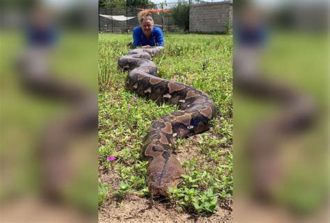 Longest Snake Ever Recorded