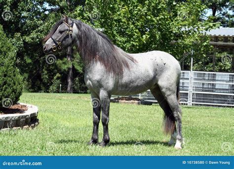 Blue Roan Horse Stock Photo - Image: 10738580
