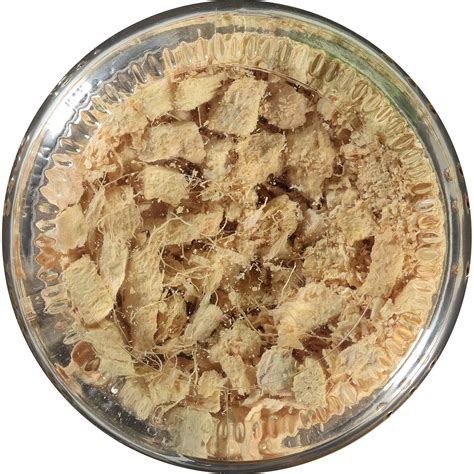 Buy Litehouse Freeze Dried Ginger, 0.56 Ounce, 6-Pack Online at Lowest ...