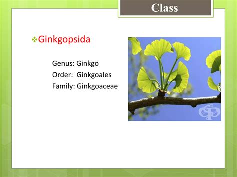 Classification of gymnosperms | PPTX