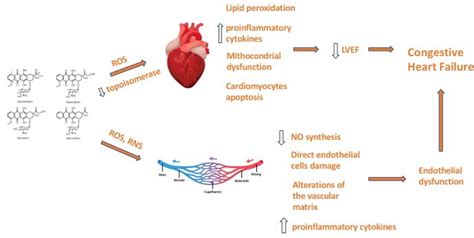 New Insights on the Toxicity on Heart and Vessels of Breast Cancer ...