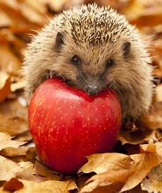 ausmalbild igel mit apfel android tablet ausmalbild igel mit apfel android tablet