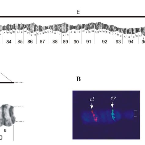 Checkers Is Solved -- Schaeffer et al. 317 (5844): 1518 -- Science