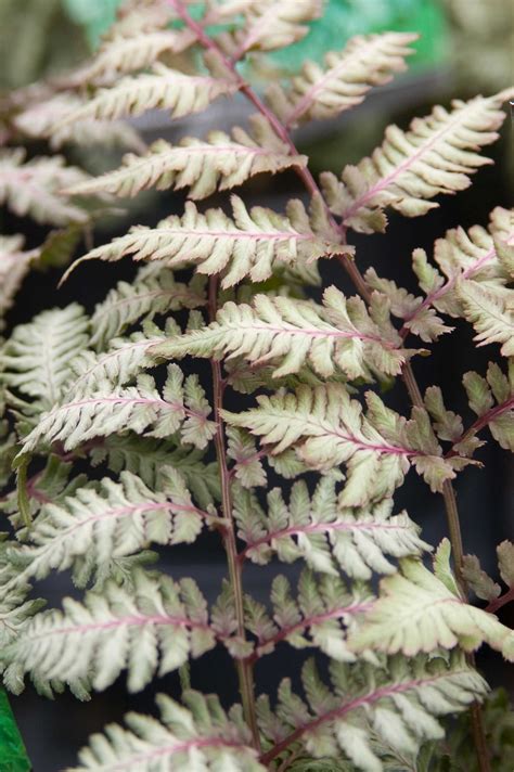 Fern, Japanese Painted - TheTreeFarm.com