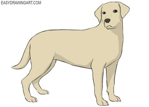 How to Draw a Realistic Labrador 的图像结果
