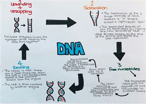 Image result for DNA Replication Simplified