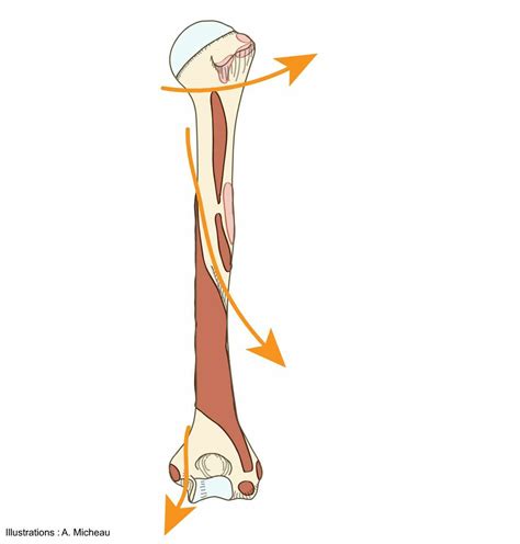 Radial Groove Humerus