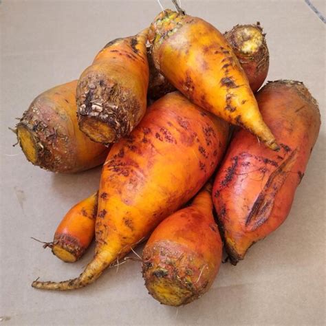 Fodder Beet 'Brigadier' (Beta vulgaris) seeds