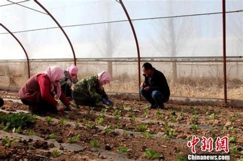 潍坊青州：发展农民专业合作社 带动村民增收致富