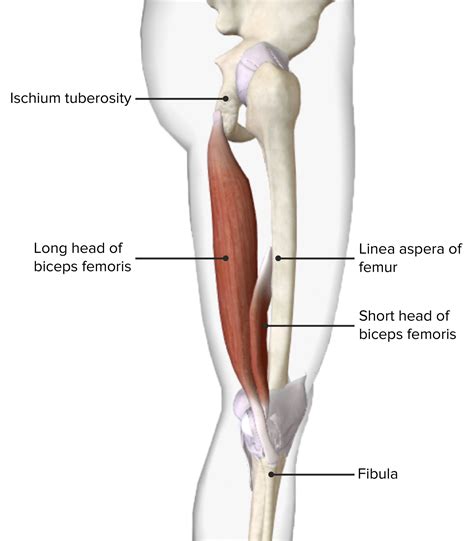 Both Heads Of The Bicep Femoris Muscle at Evie Rounsevell blog
