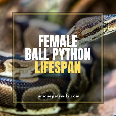 Image result for Ball Python Size Female