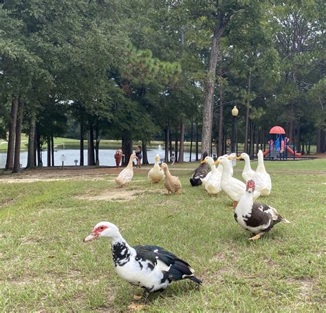 Crestview officials aim to lower duck count at Twin Hills Park ...