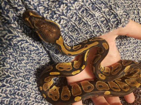 Image result for Normal Ball Python