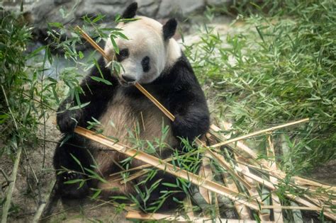 “永明”等三只旅日大熊猫启程回国