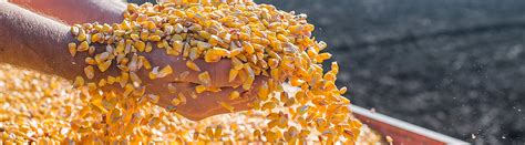 Seeds | Corteva Agriscience