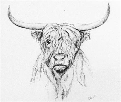 Highland Cow Drawing at PaintingValley.com | Explore collection of ...