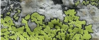 Class 7 Science: CBSE Sample Question Paper with Solutions Term I – 1 ...