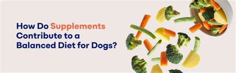 The Role of Supplements in a Balanced Diet for Dogs – K9 Vitality