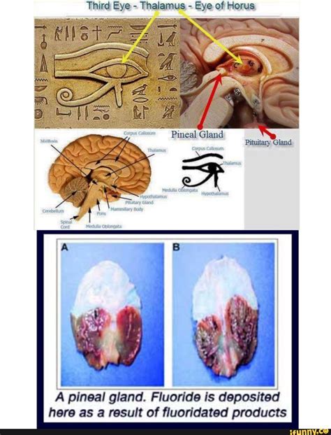 Pineal Gland Third Eye Of Horus