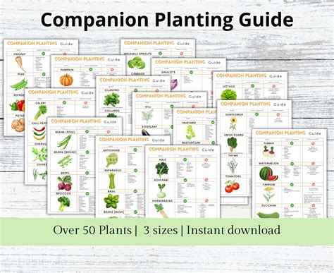Melon Companion Planting Chart