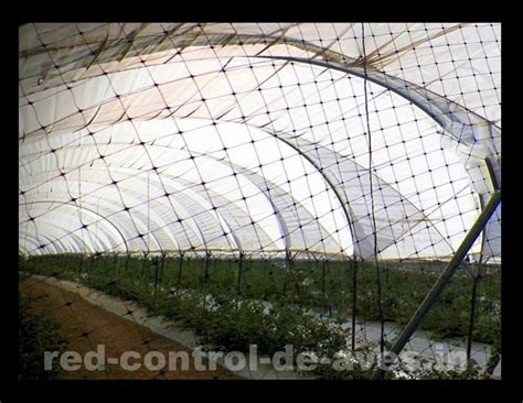 Estrategias de instalación con mallas antipájaros en campo e invernadero